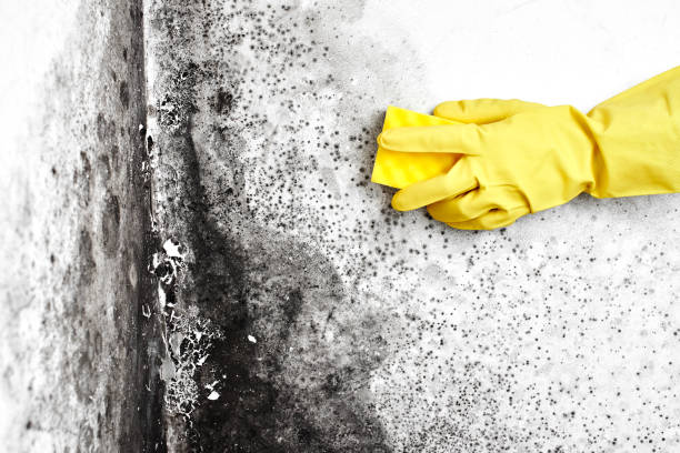 Best Post-Flood Mold Remediation in Two Harbors, MN