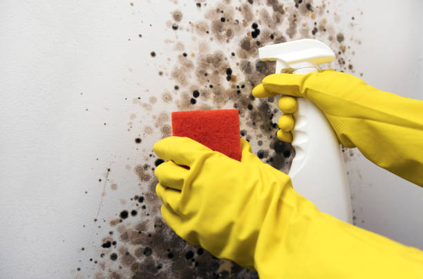 Best DIY Mold Remediation Support Services in Two Harbors, MN